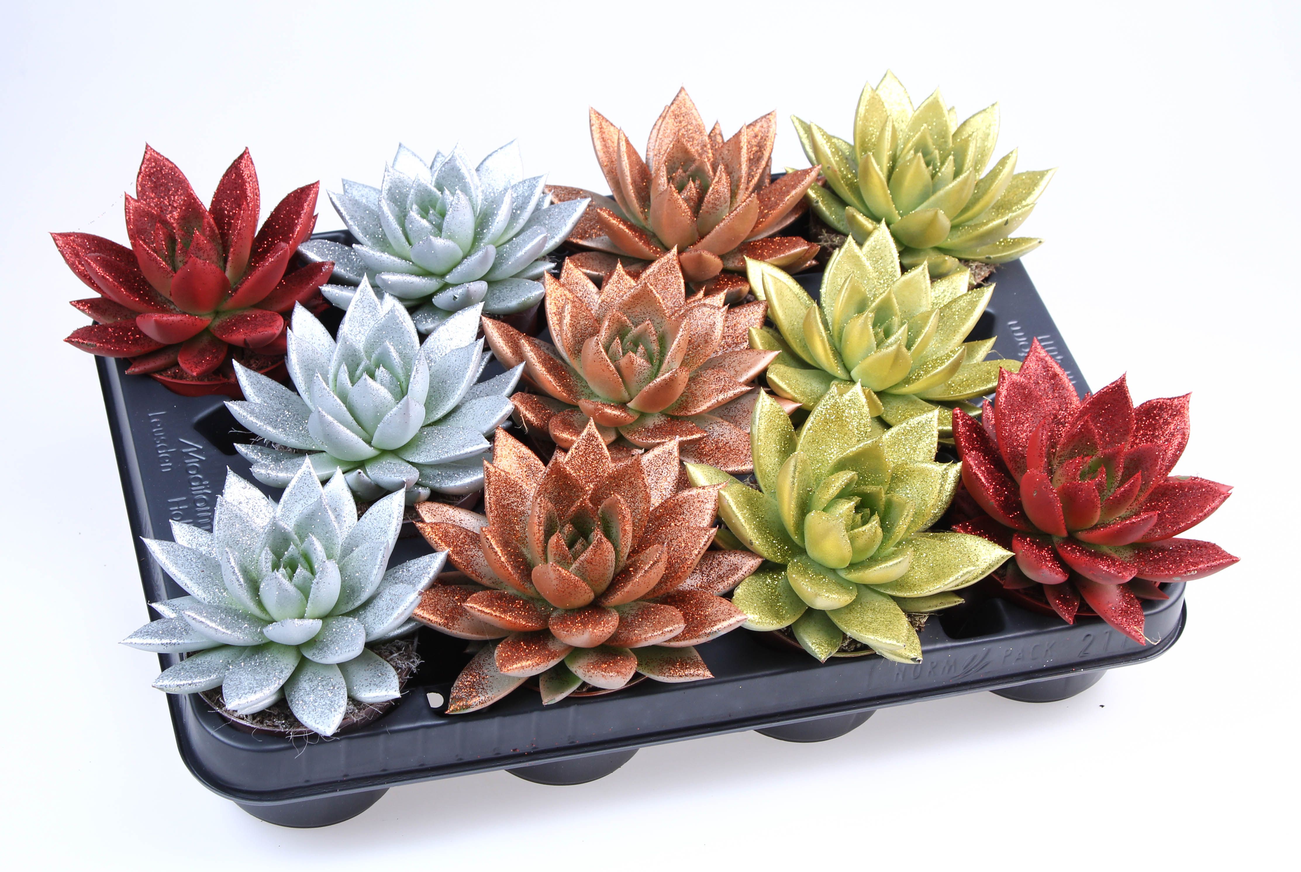 Miranda glitter mix + bio glitter, D 8,5