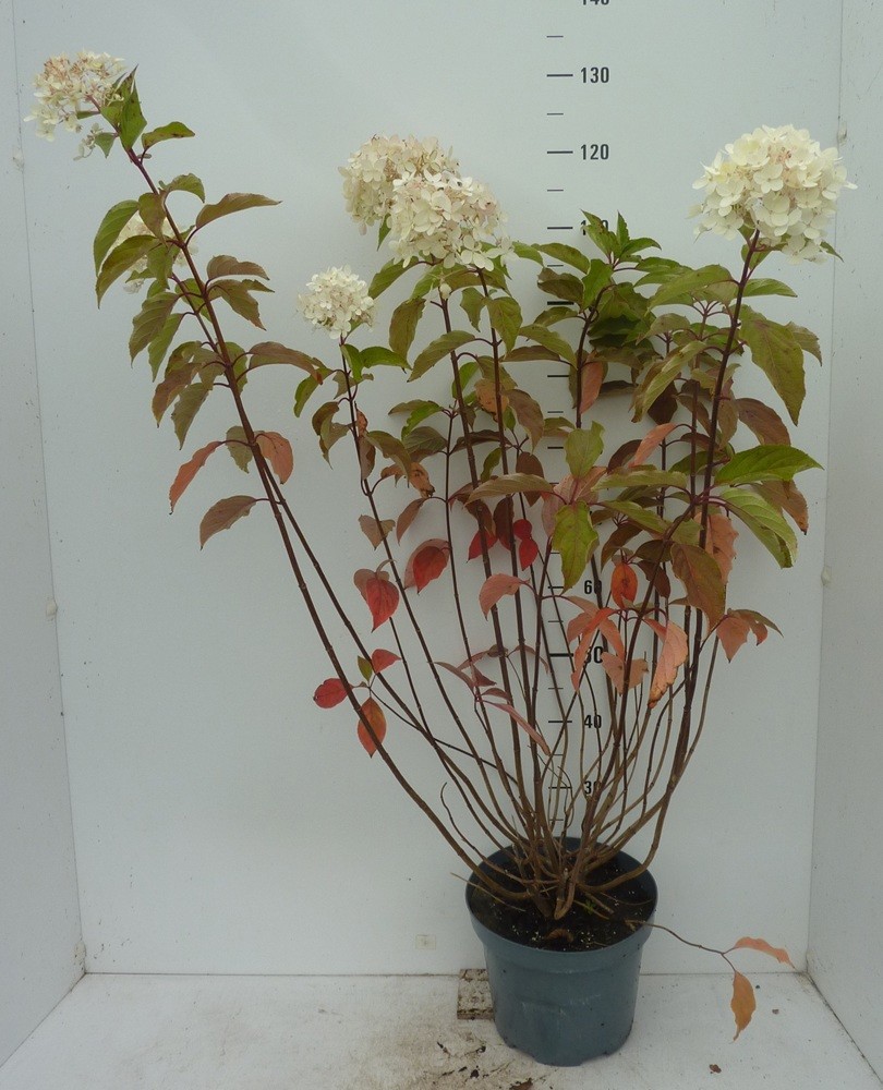 Hydrangea paniculata Pink Lady, D 27