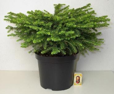 PICEA ABIES 'NIDIFORMIS', D 19
