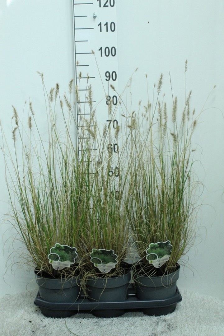 Pennisetum alop. 'Hameln' P19, D 19 cm