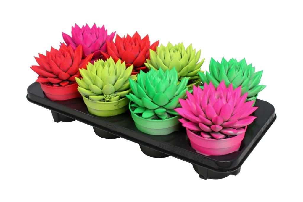 Miranda coloured neon mix, D 12