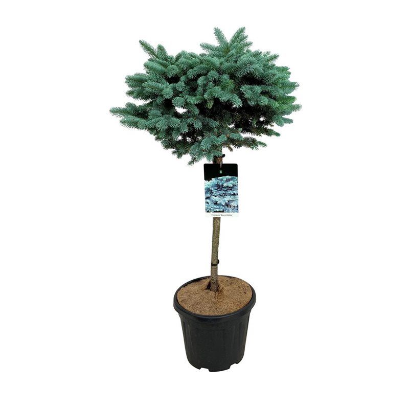 Picea pung. 'Glauca Globosa', D 32