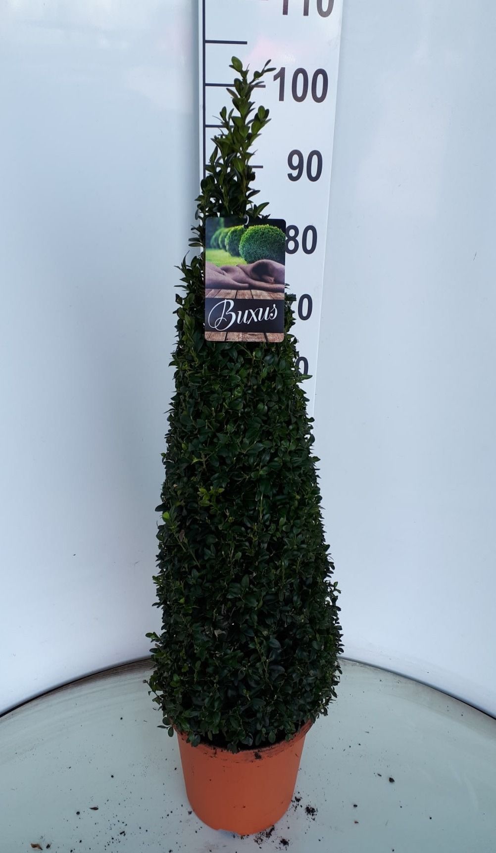 buxus sempervirens piramide 80+ cm, D 26