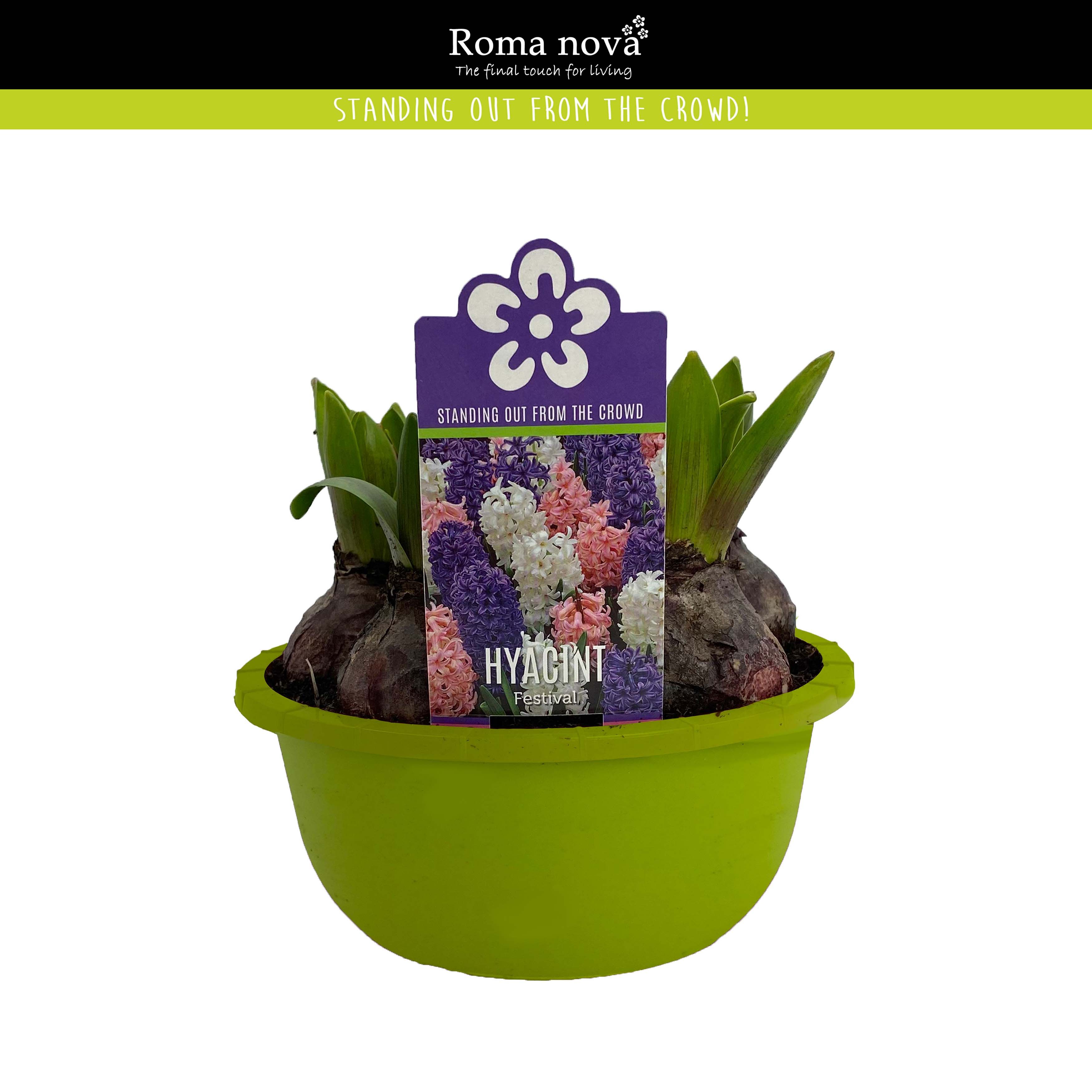 Hyacint Festival 16cm, D 16