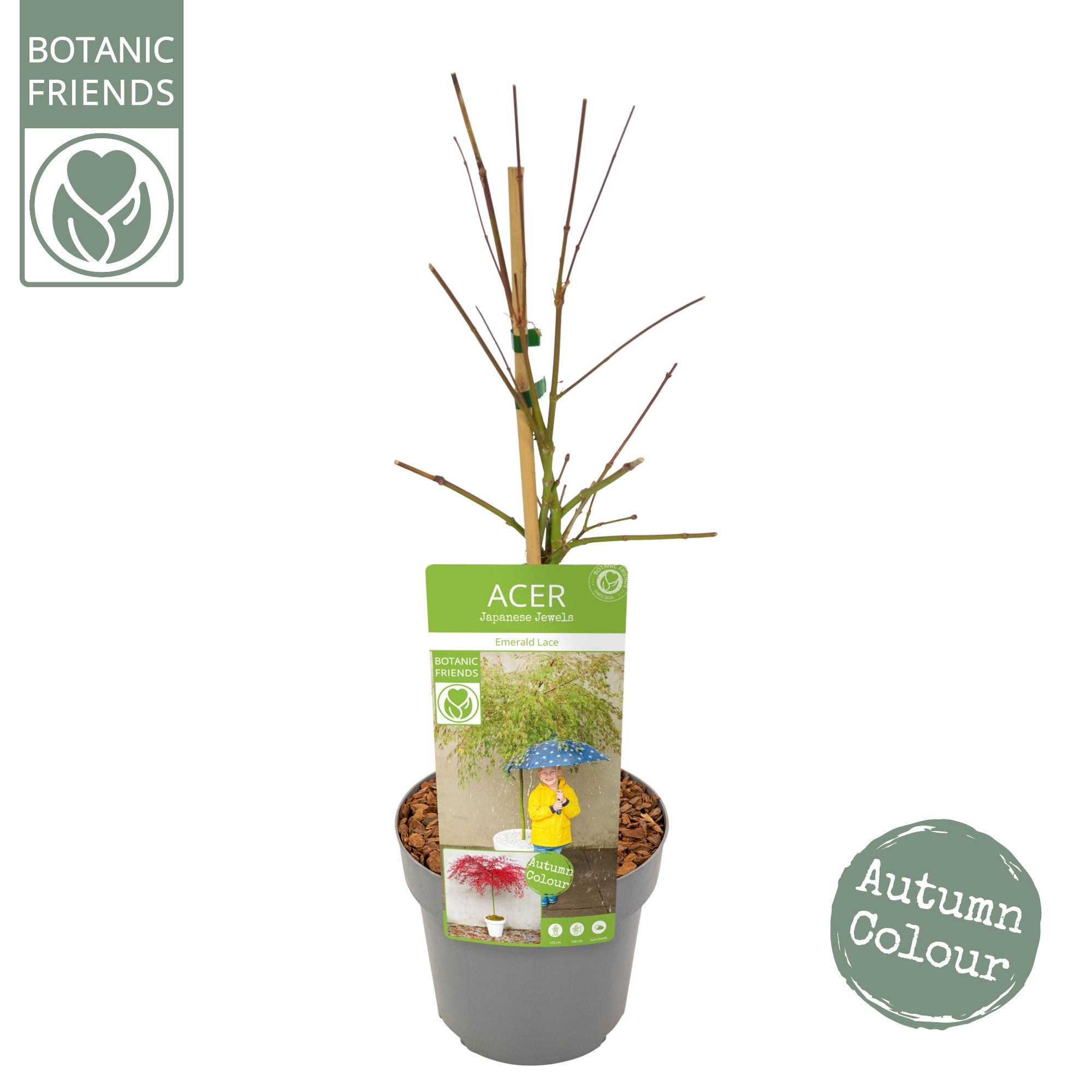 Acer palm. 'Emerald Lace', D 19