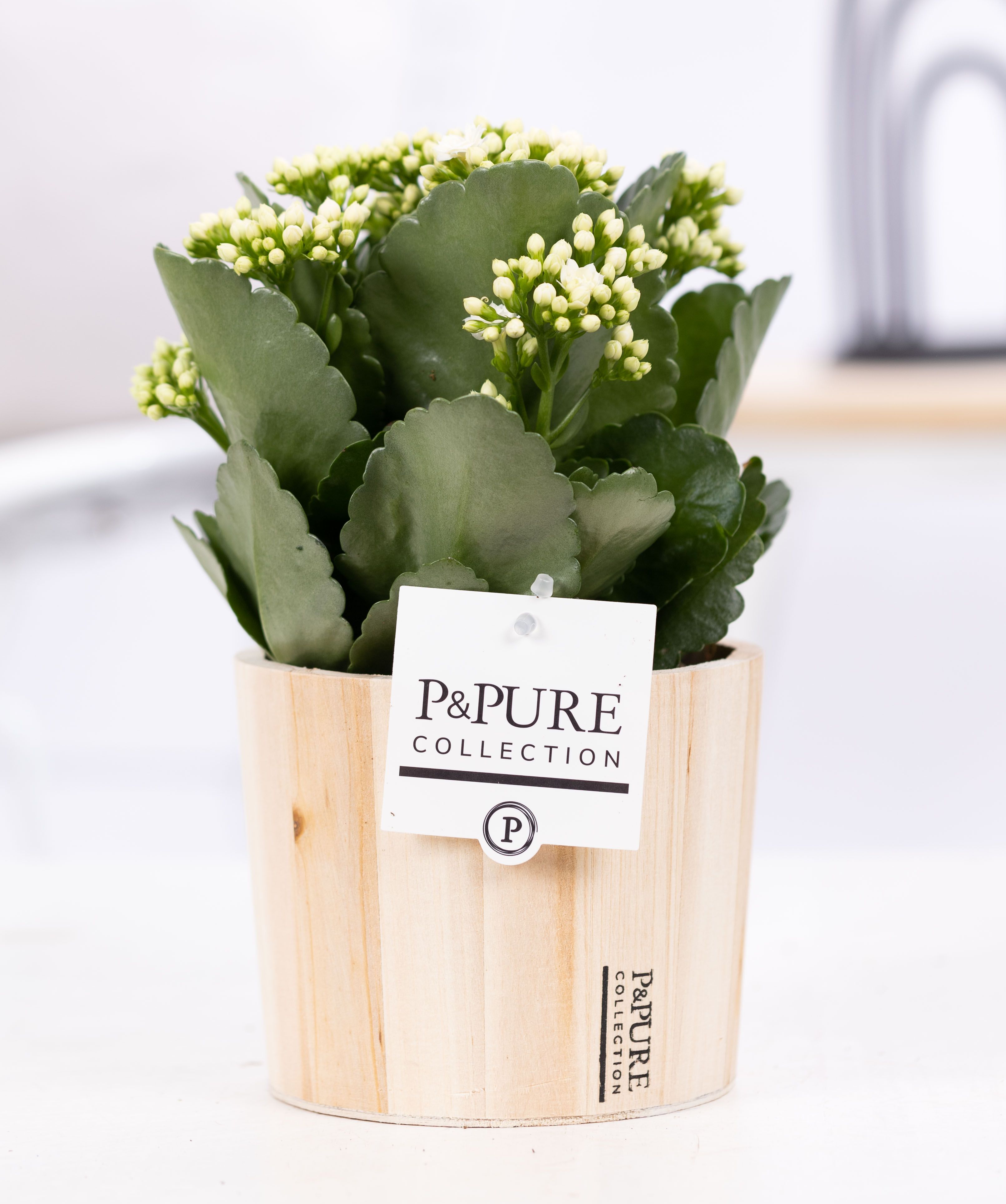 Kalanchoe white in P&PURE Wood 5, D 12