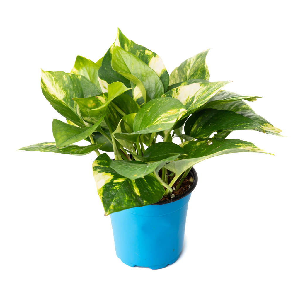 Эпипремнум ауреум голден квин 12 23 (предзаказ)