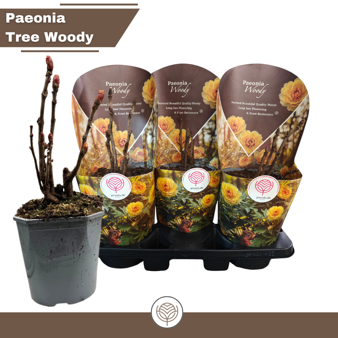 Paeonia Woody suffruticosa yellow, D 19