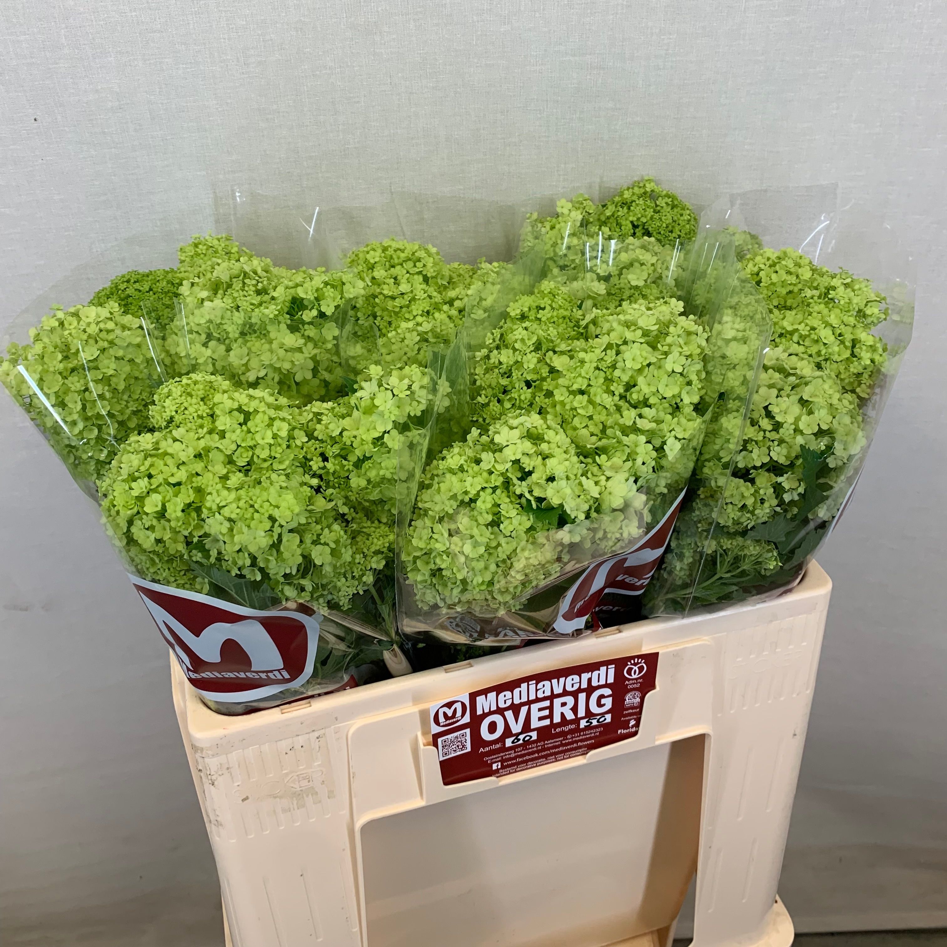 Вибурнум Розеум 50 (зел.), шт.