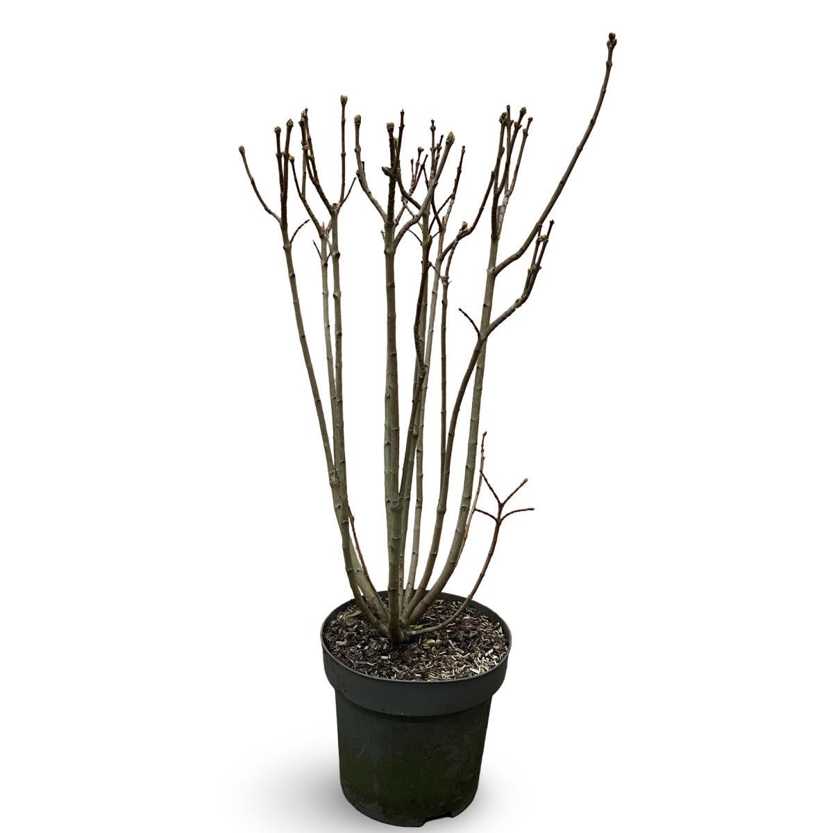 Syringa v. 'Michel Buchner', D 32