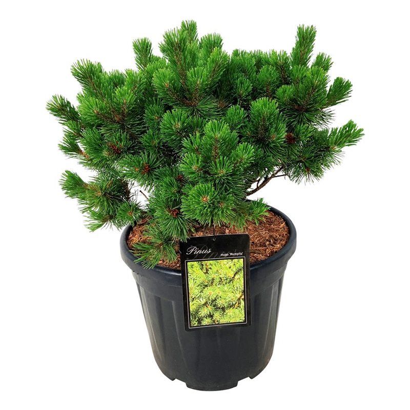 Pinus mugo 'Mumpitz', D 40