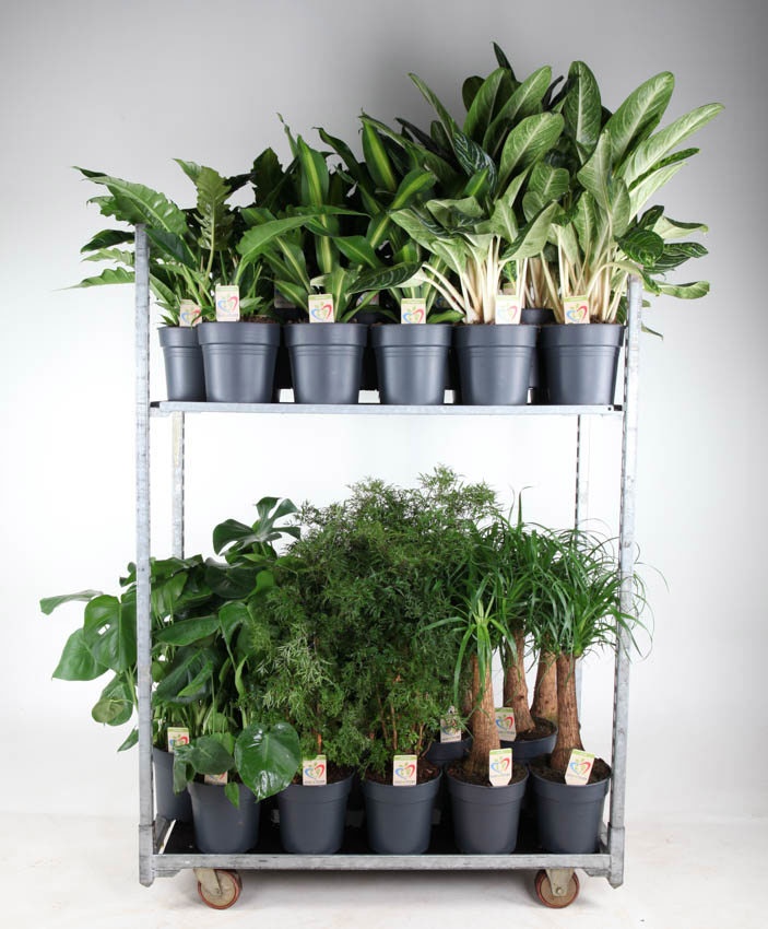 Mix Winter Promo 05, D 24