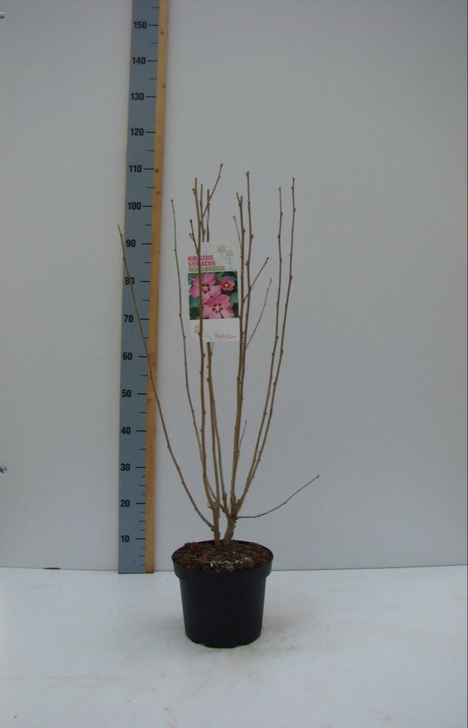 Hibiscus syr. 'Woodbridge' C 4,6, D 23