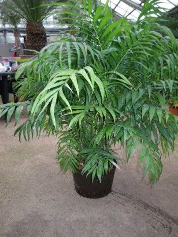 CHAMAEDOREA HYDRO, D 22