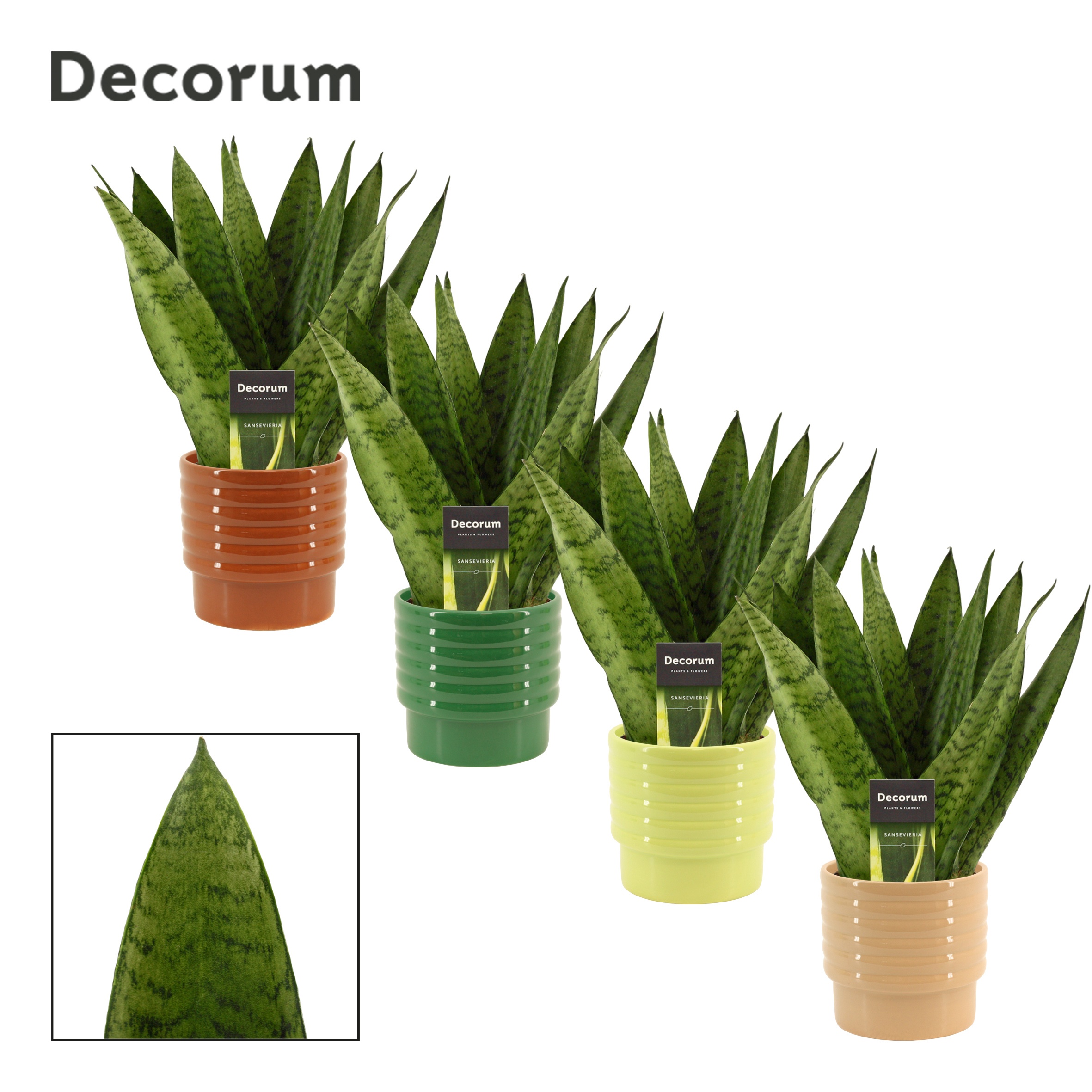 Sansevieria Zeylanica Fan 12 cm in Naemi (Natural bubble-collect, D 12