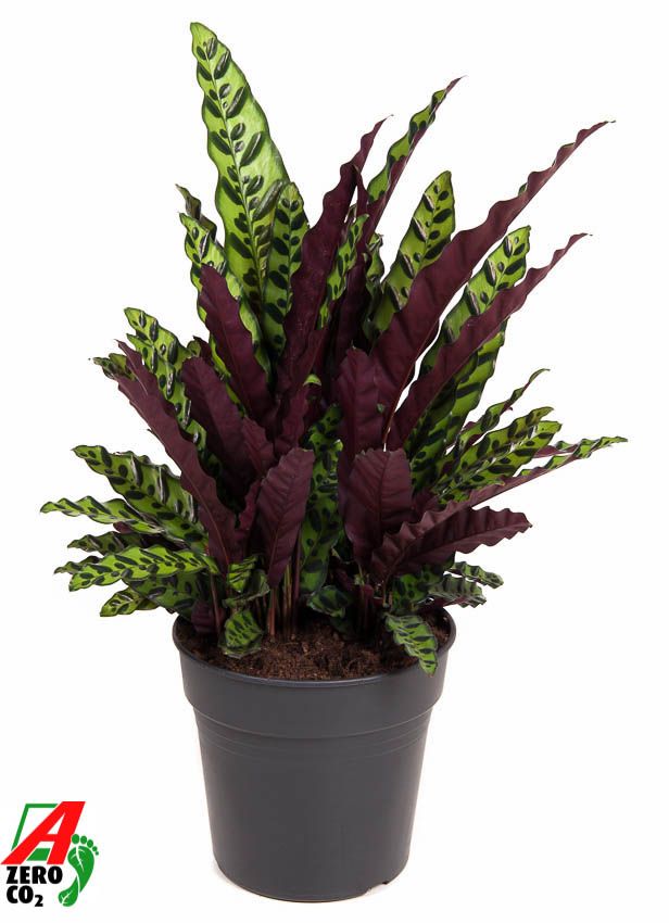 Calathea Lancifolia, D 27