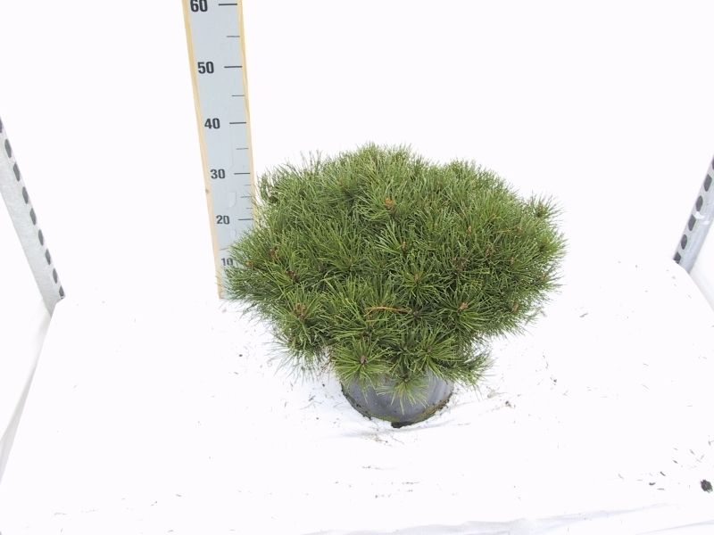 Pinus mugo pumilio, D 26