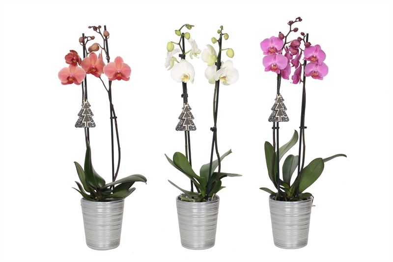 Scratched p12 silver Phal mix 2T14+, D 12