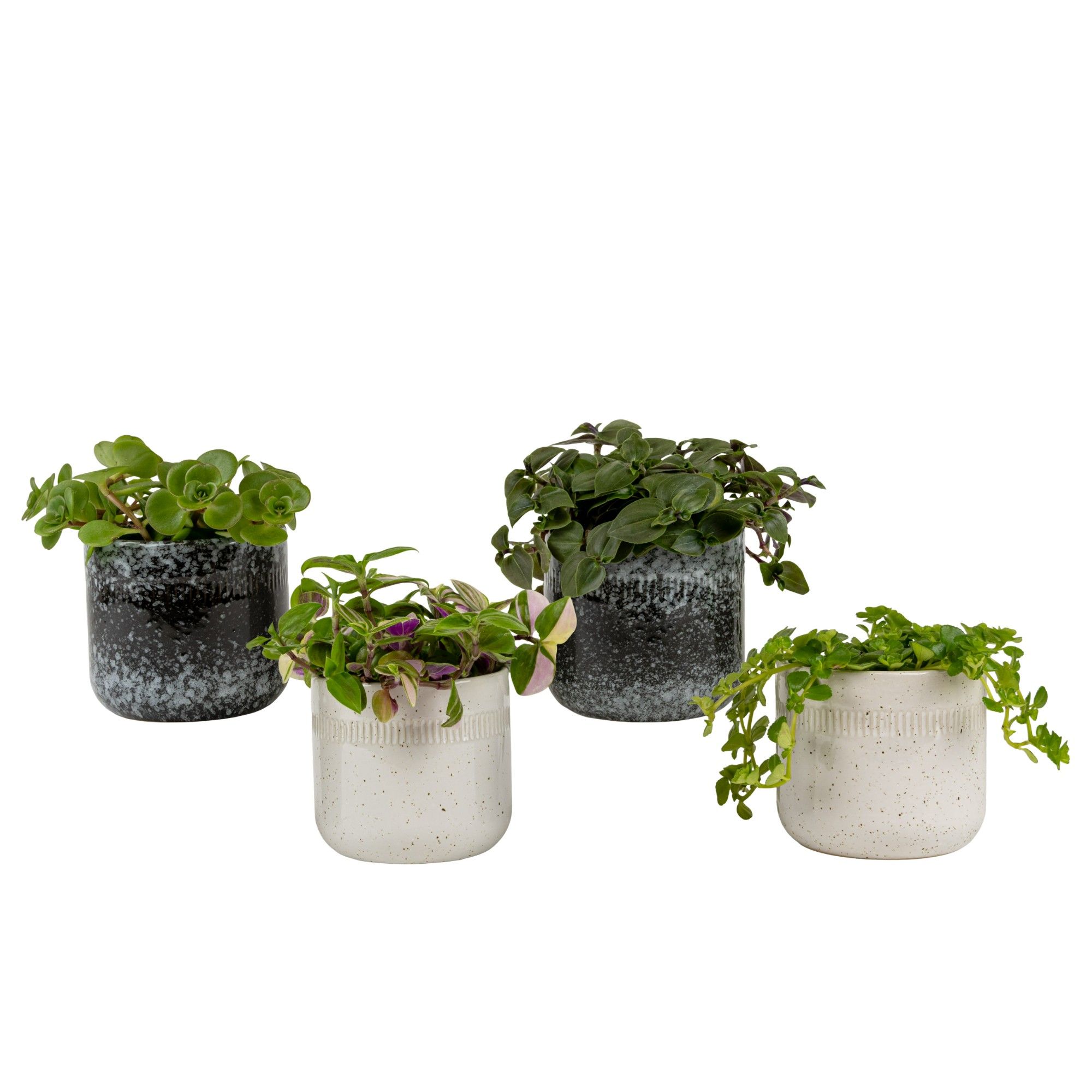 Stormy with Compact Foliage, D 6