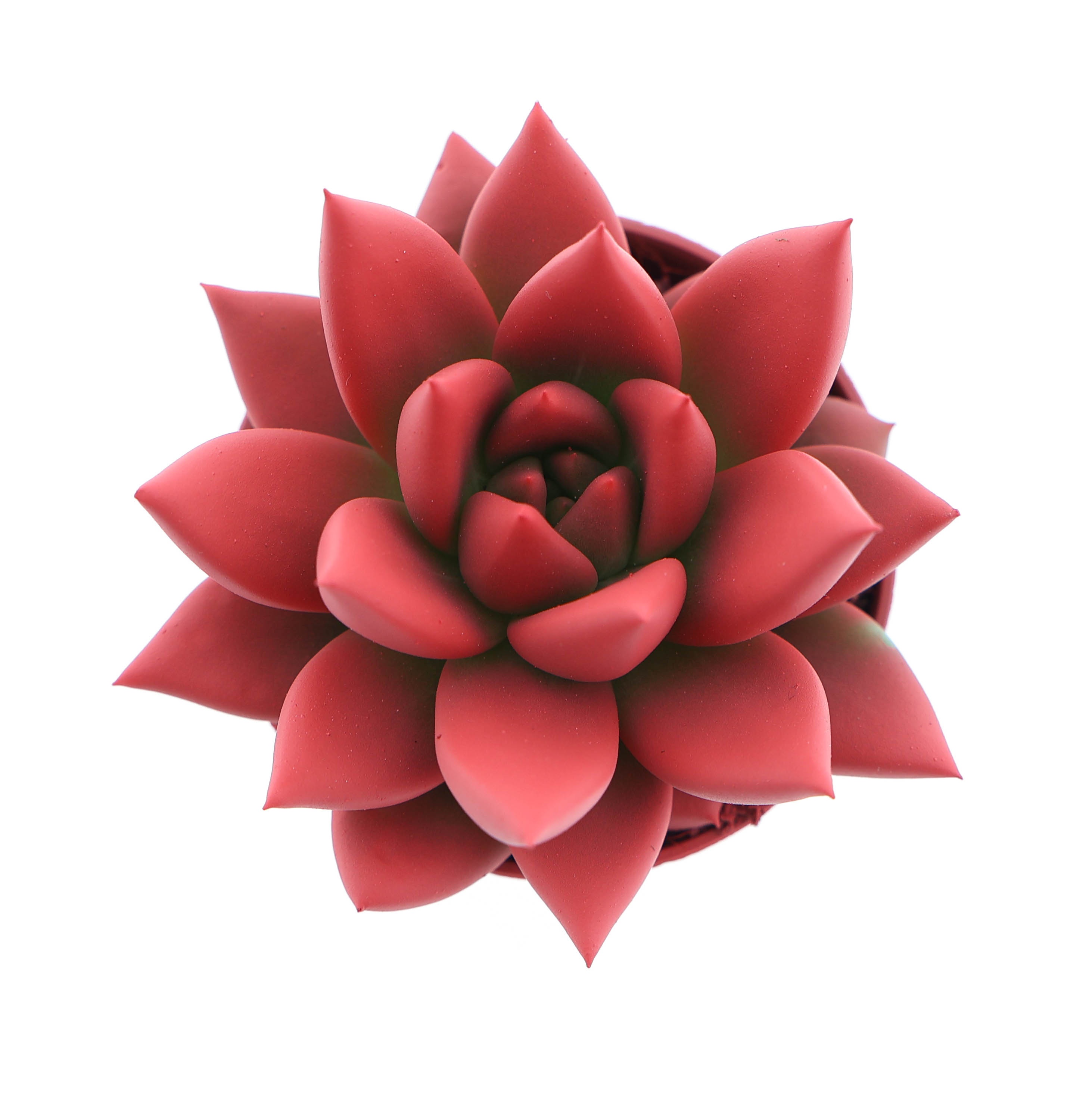 Rainbow bright red, D 5,5