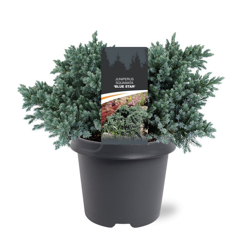 Juniperus squamata 'Blue Star', D 23