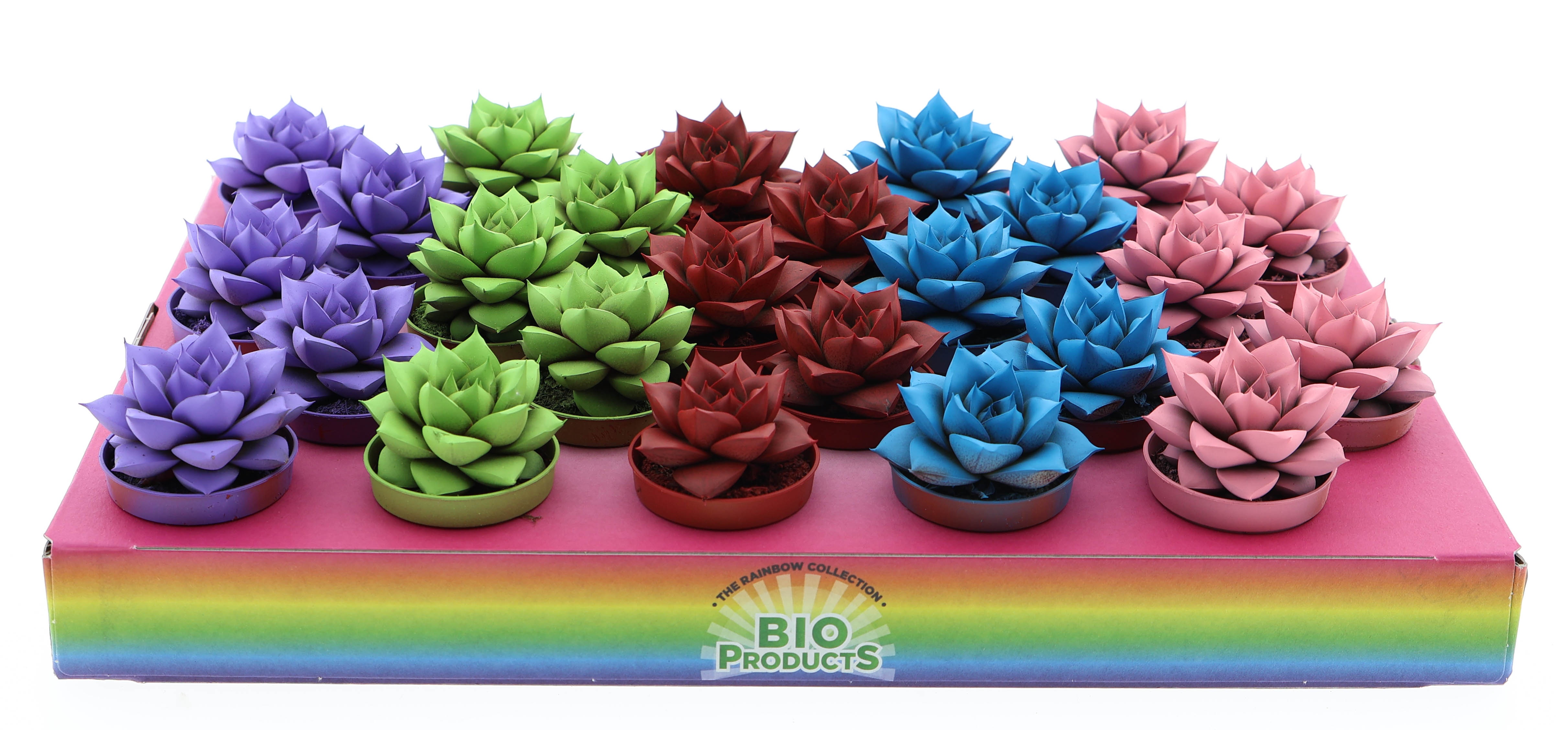 Rainbow purper mix, D 5,5