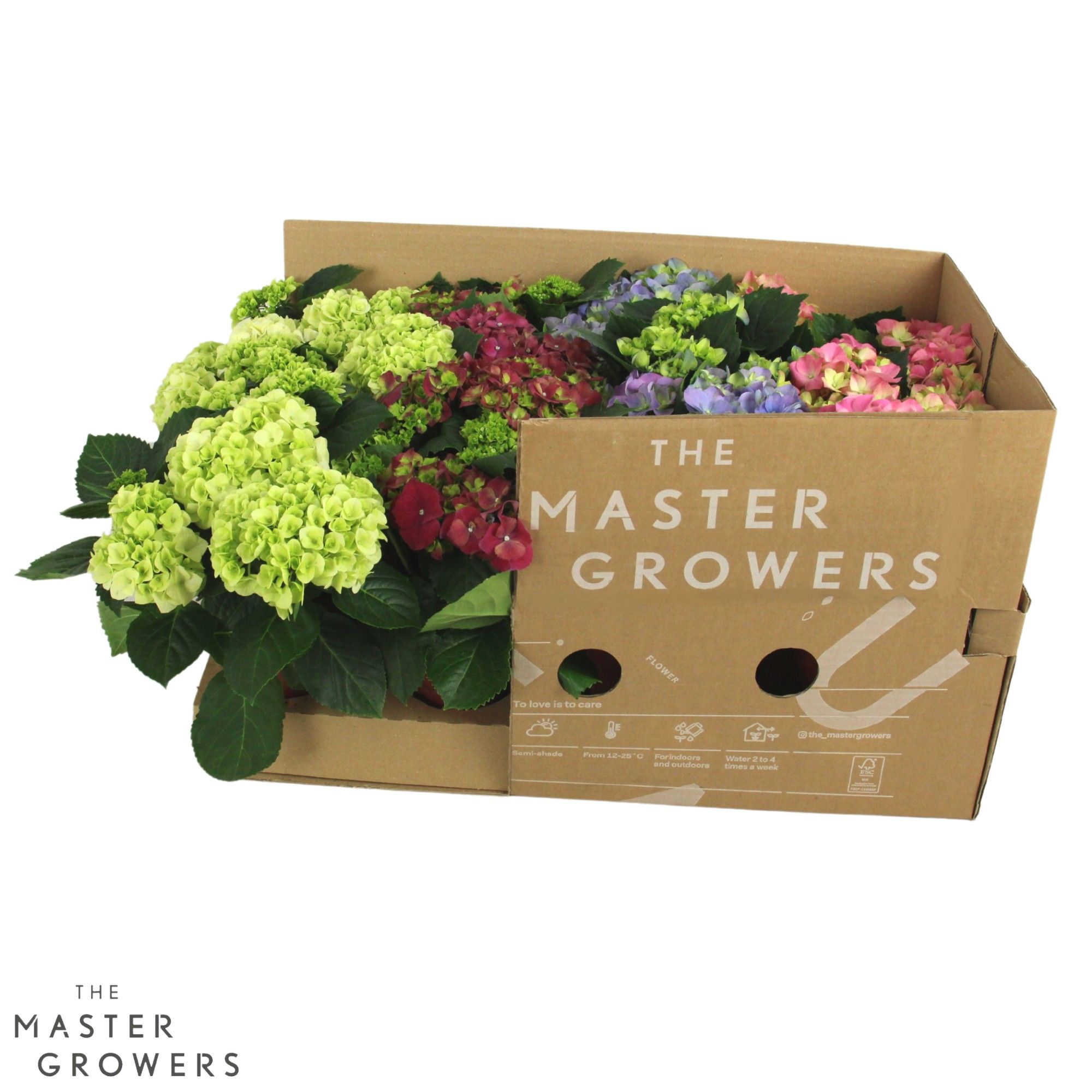 Hydrangea macr. 10cm mix 3+bloem ECO, D 10