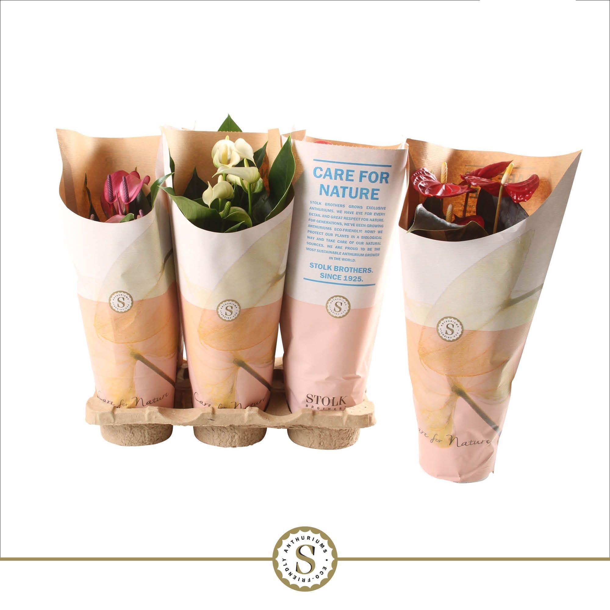 Anthurium Top Mix 12cm (5 kleuren) in papieren hoes, D 12