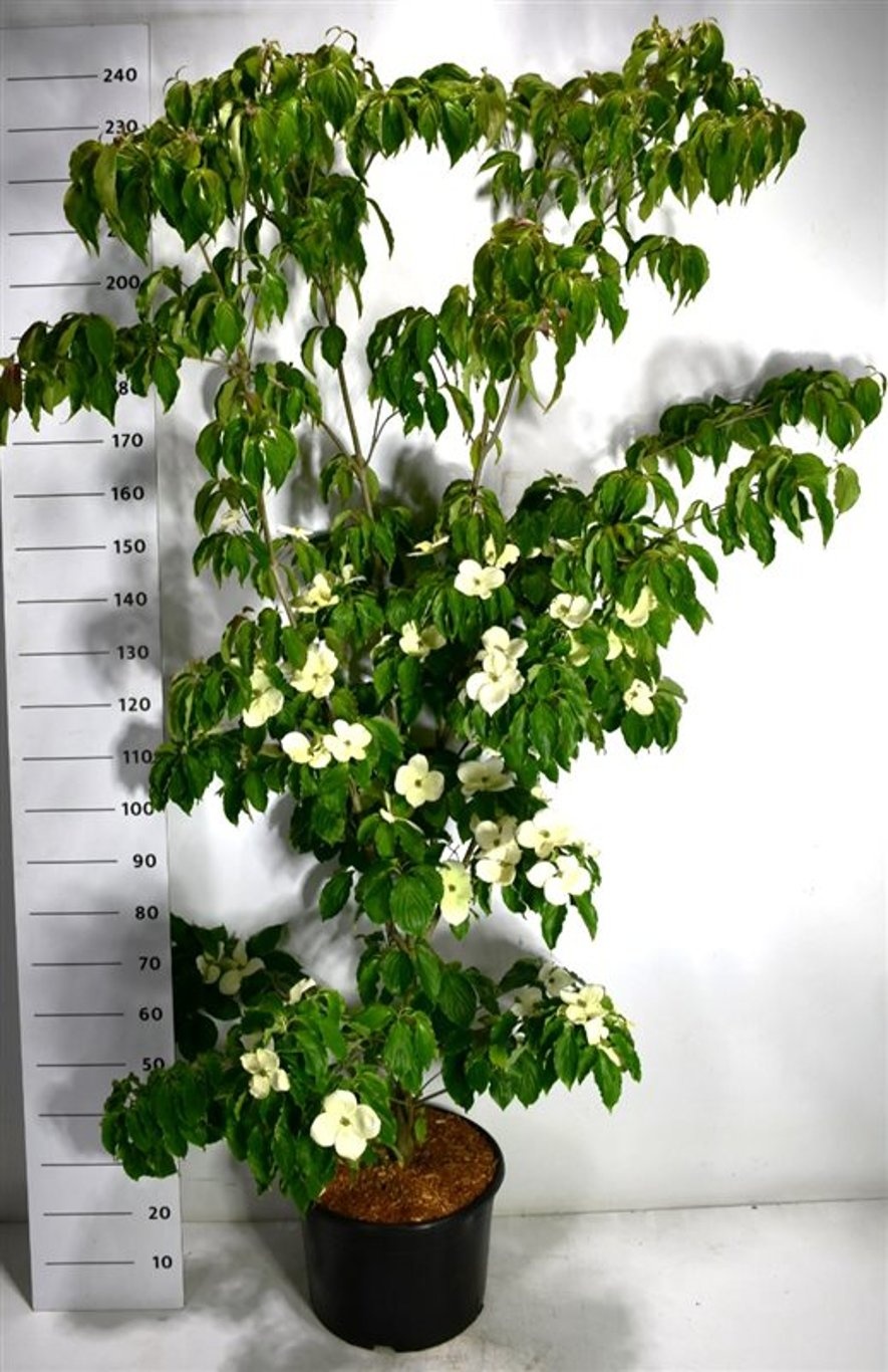 Cornus k. 'Teutonia', D 38