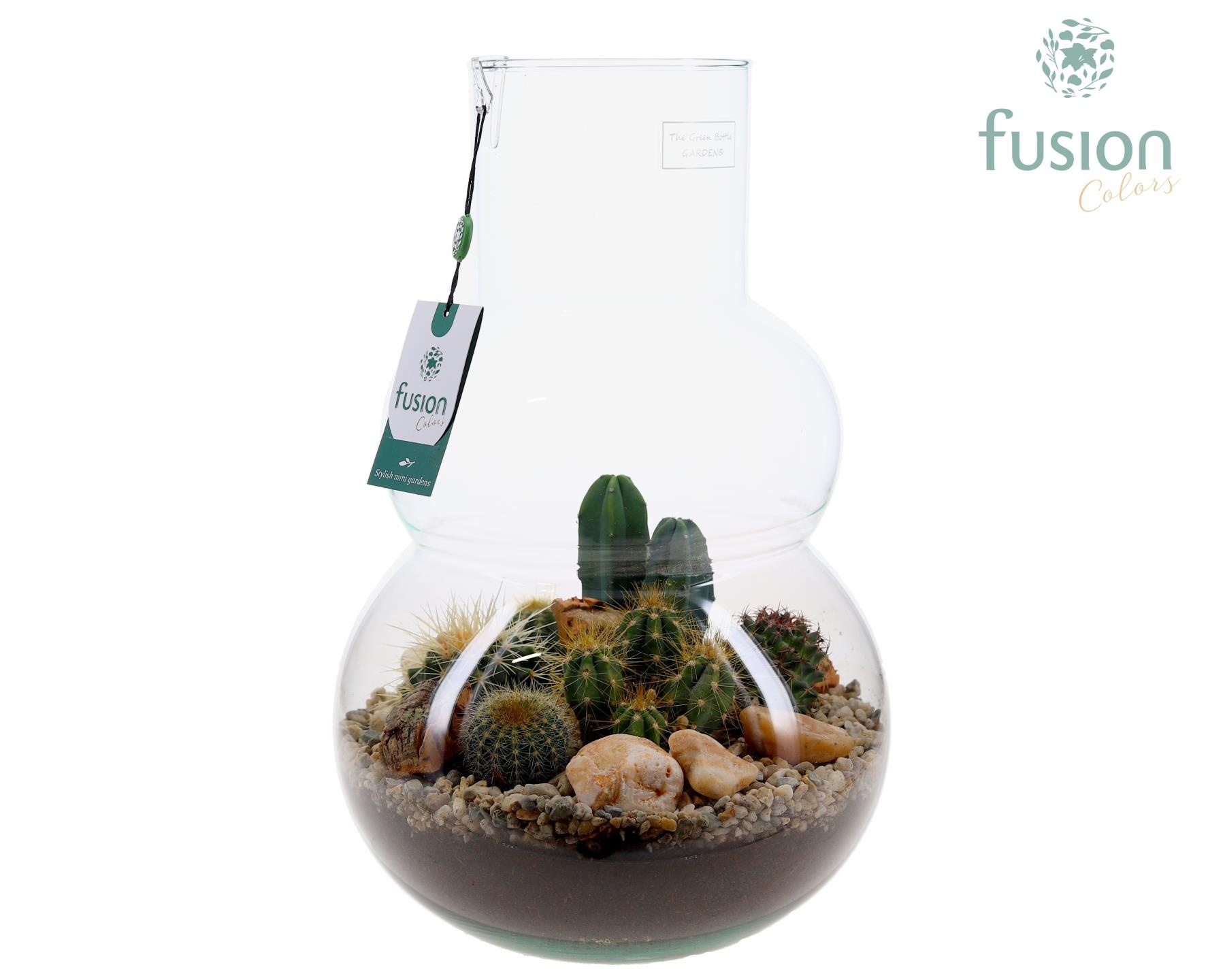 Green Bottle Olaf Large met Cactussen arrangement, D 26