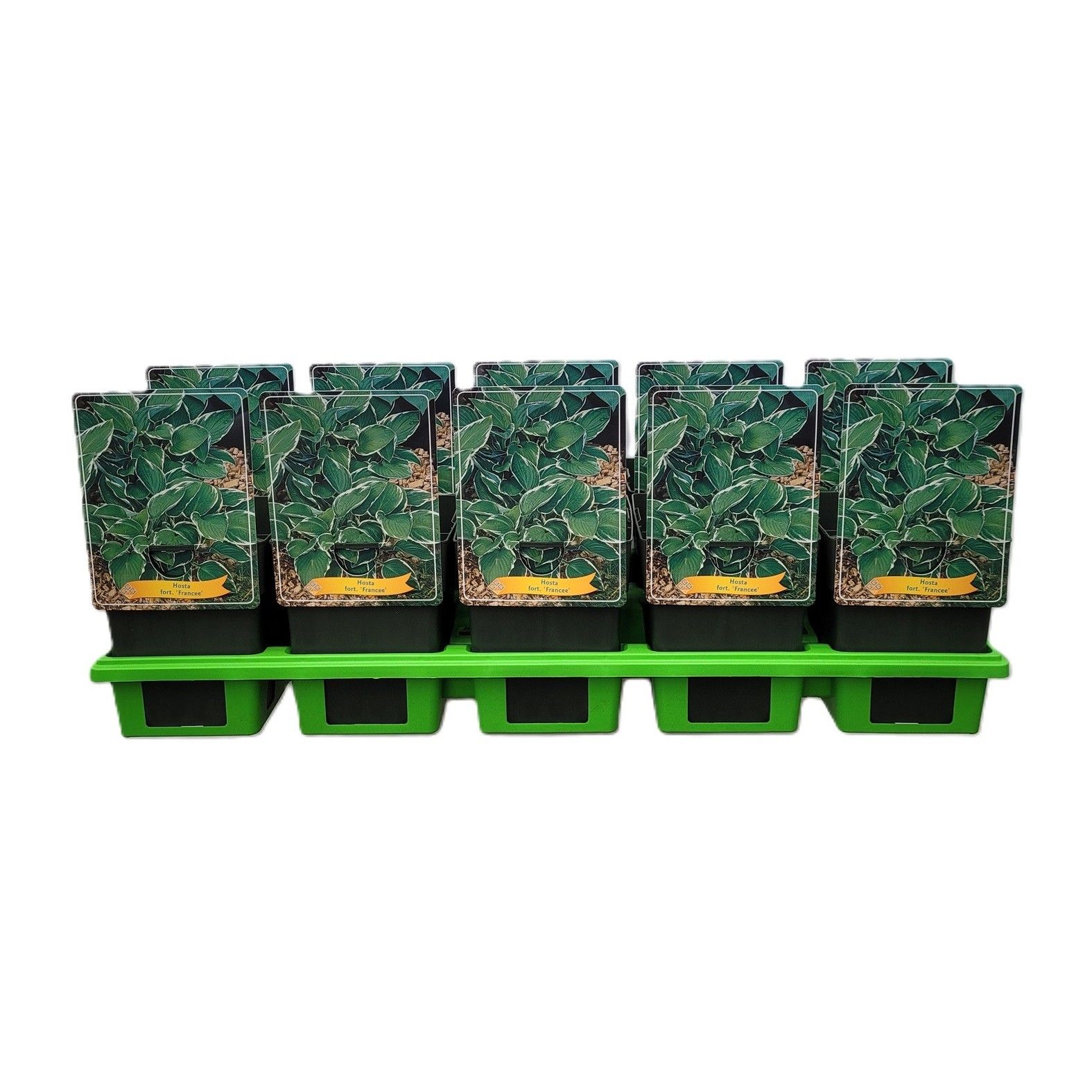 Hosta x fortunei 'Francee' P11, D 11