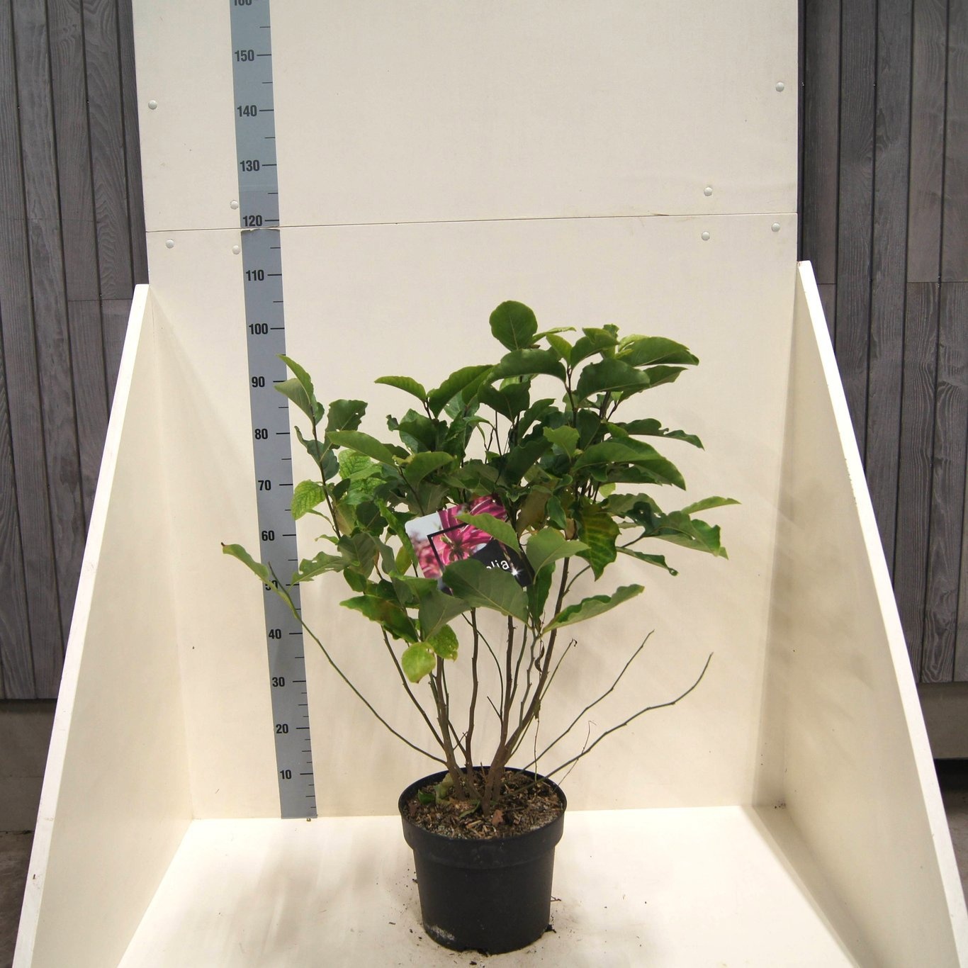 Magnolia 'Susan', D 28