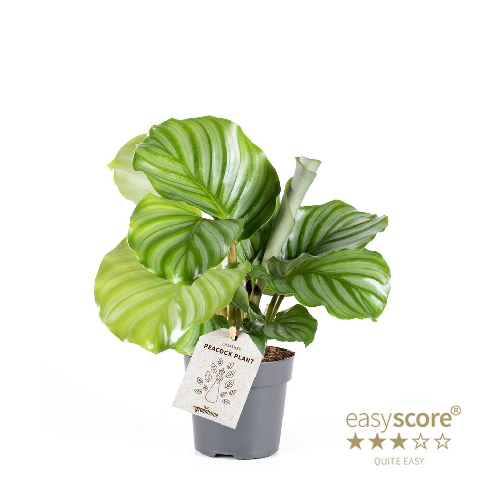 PHILODENDRON ERUBESCENS WHITE WIZZARD, D 11