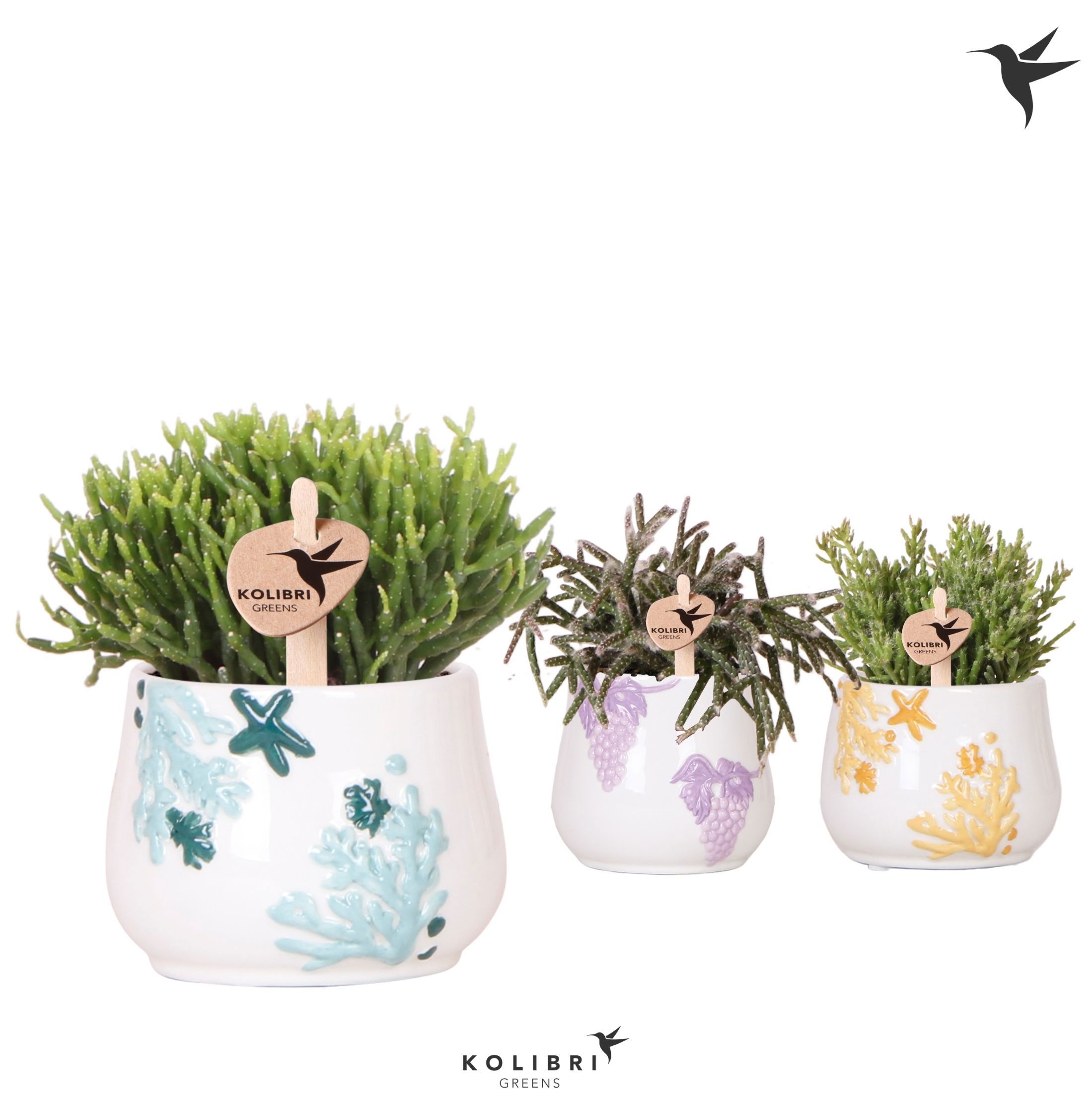 Kolibri Greens Rhipsalis mix in Coral pot mix, D 6