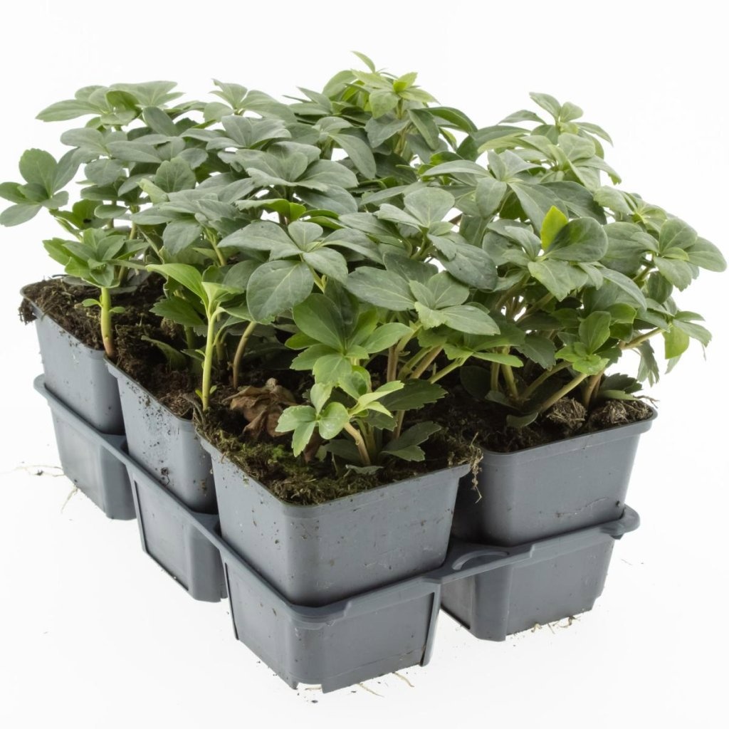 Pachysandra terminalis, D 9
