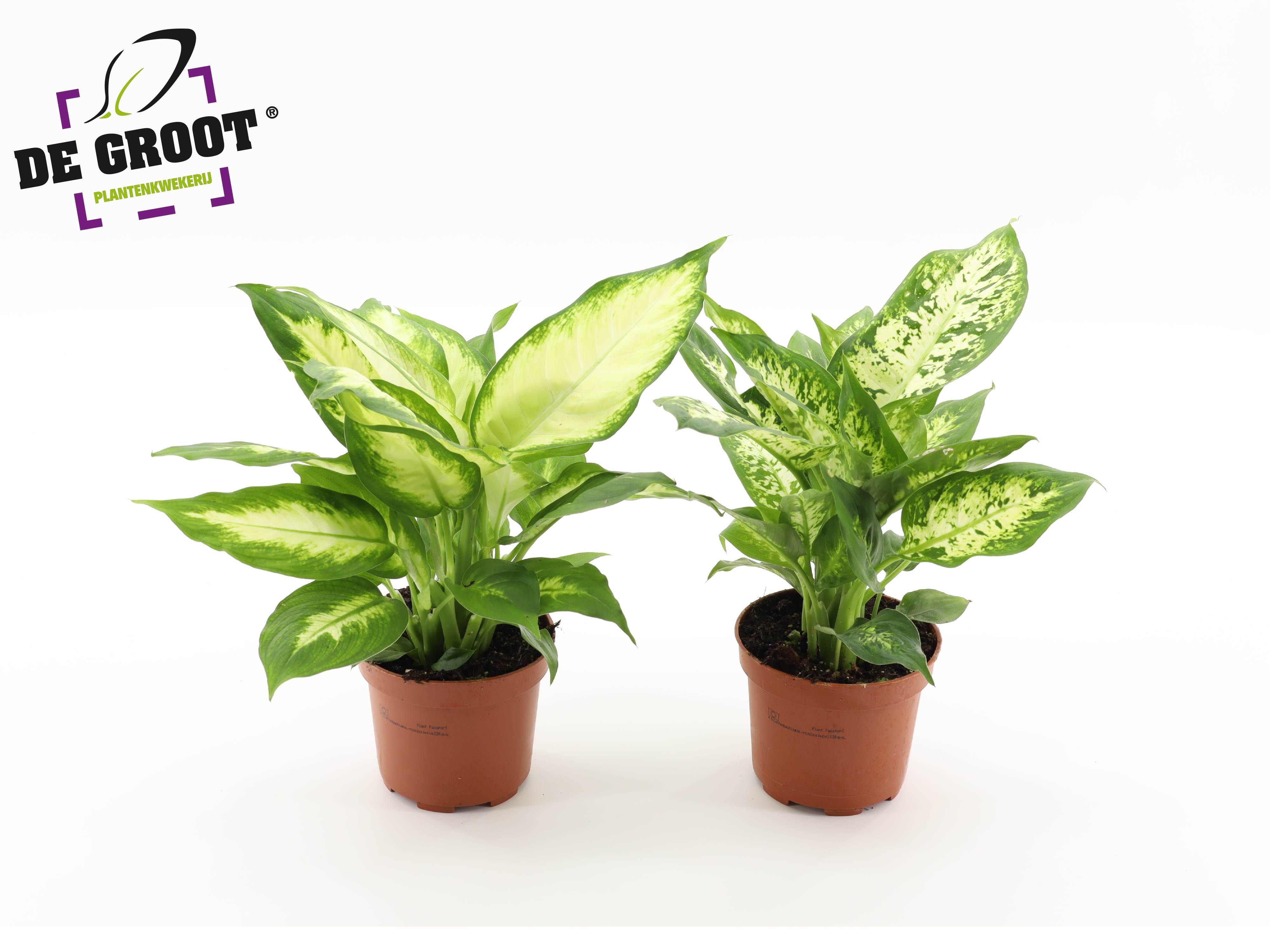 DIEFFENBACHIA MIX (KLEIN), D 12
