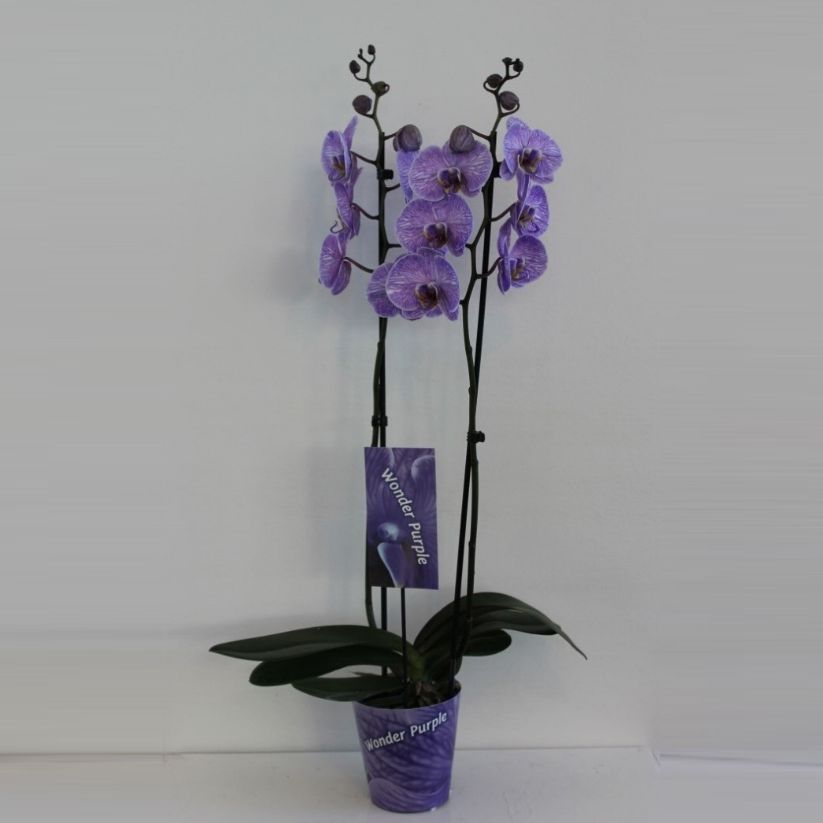 Wonder Purple 2 tak, D 12