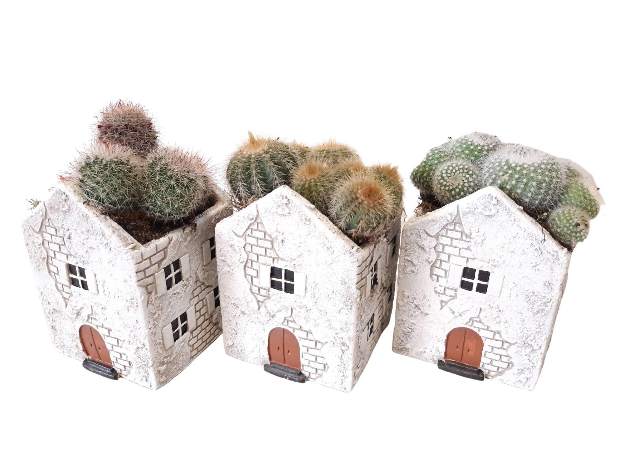 CASA A11 Casa Antiguo Cactusmix, D 11