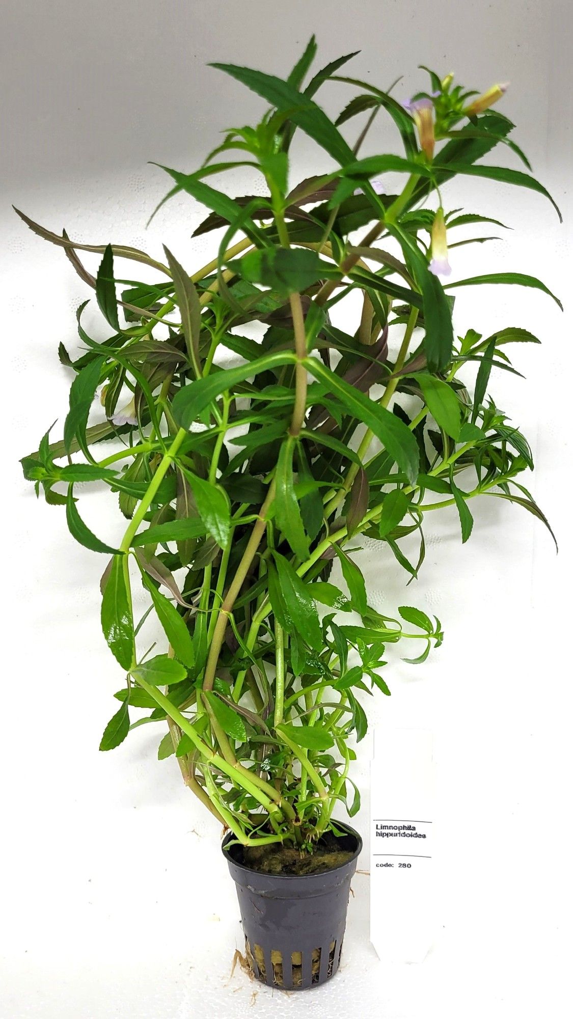 Limnophila aromatica, D 5