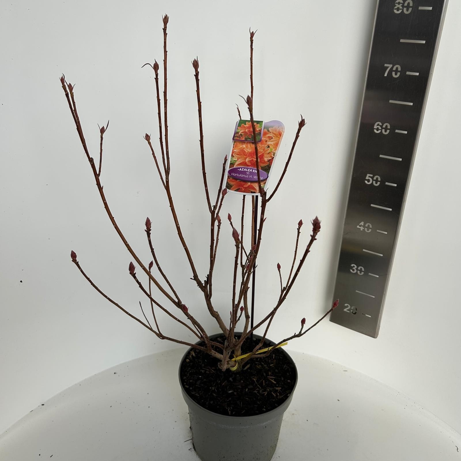 Azalea knaphill Hortulanus H. White, D 23