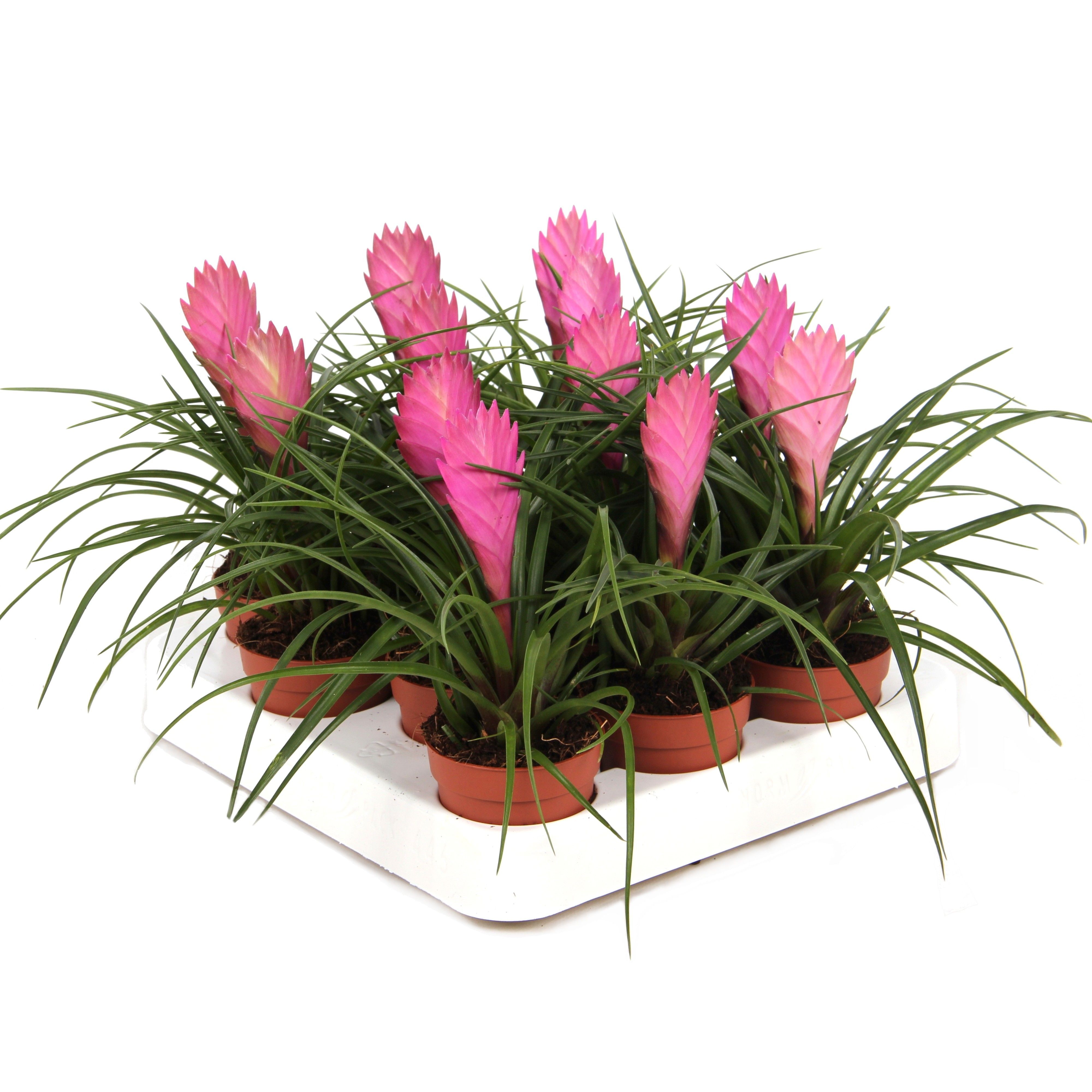 7 cm Tillandsia Cyanea, D 7