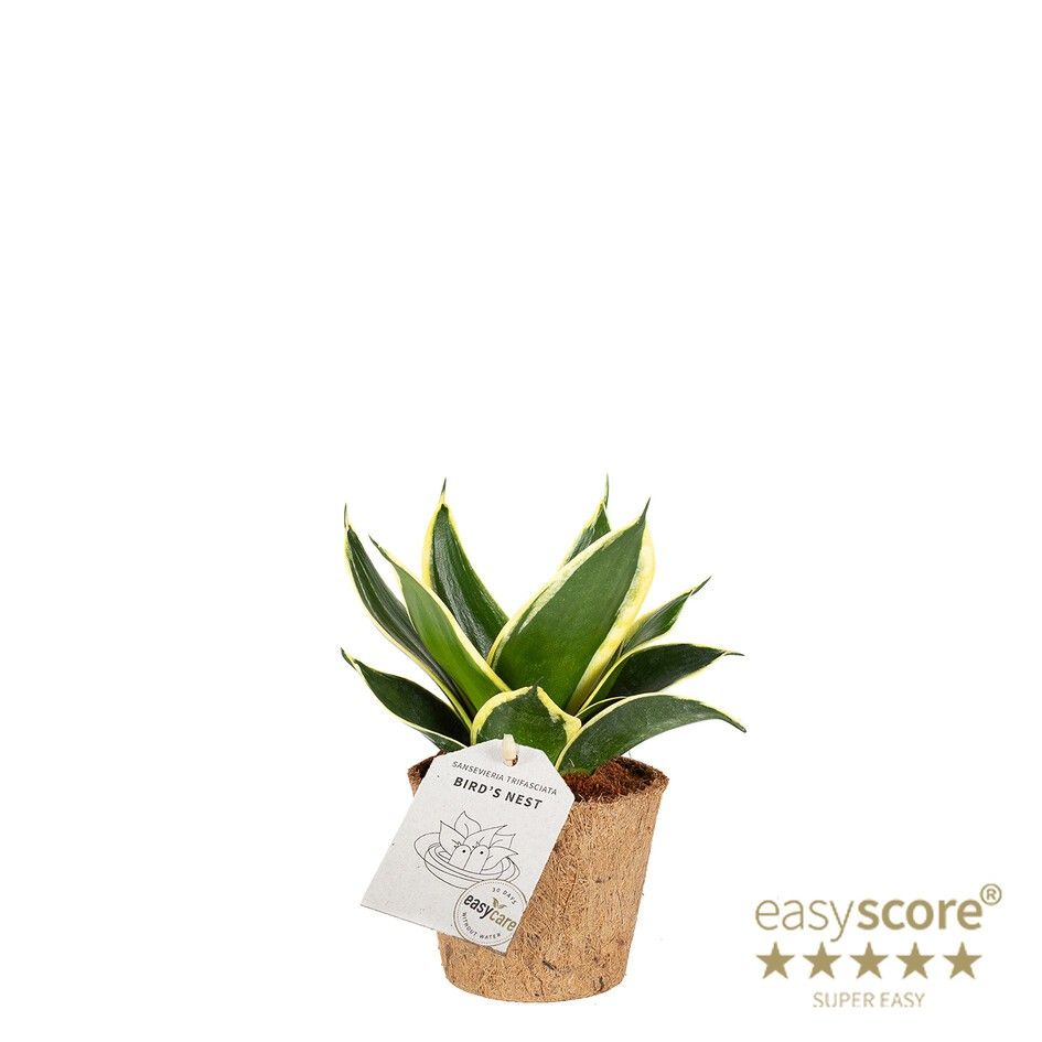 Sansevieria ´Hahnii Pagoda´ - COCOZ, D 9