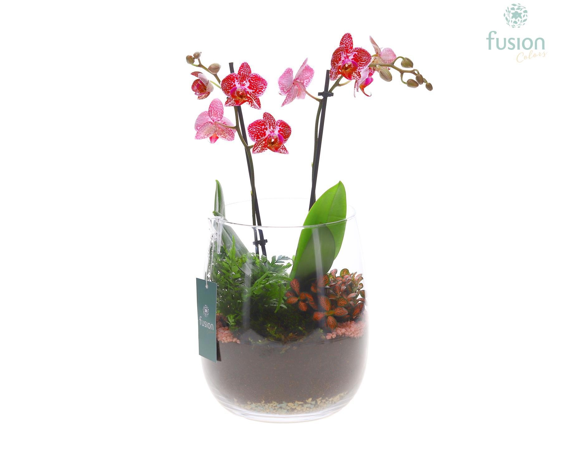 Glas vaas Alzada met Phalaneopsis, D 20