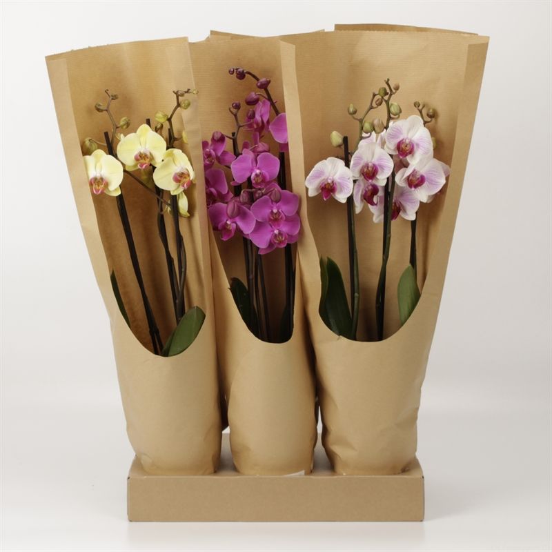 Phalaenopsis gemengd 3 tak gemengd ECO, D 12