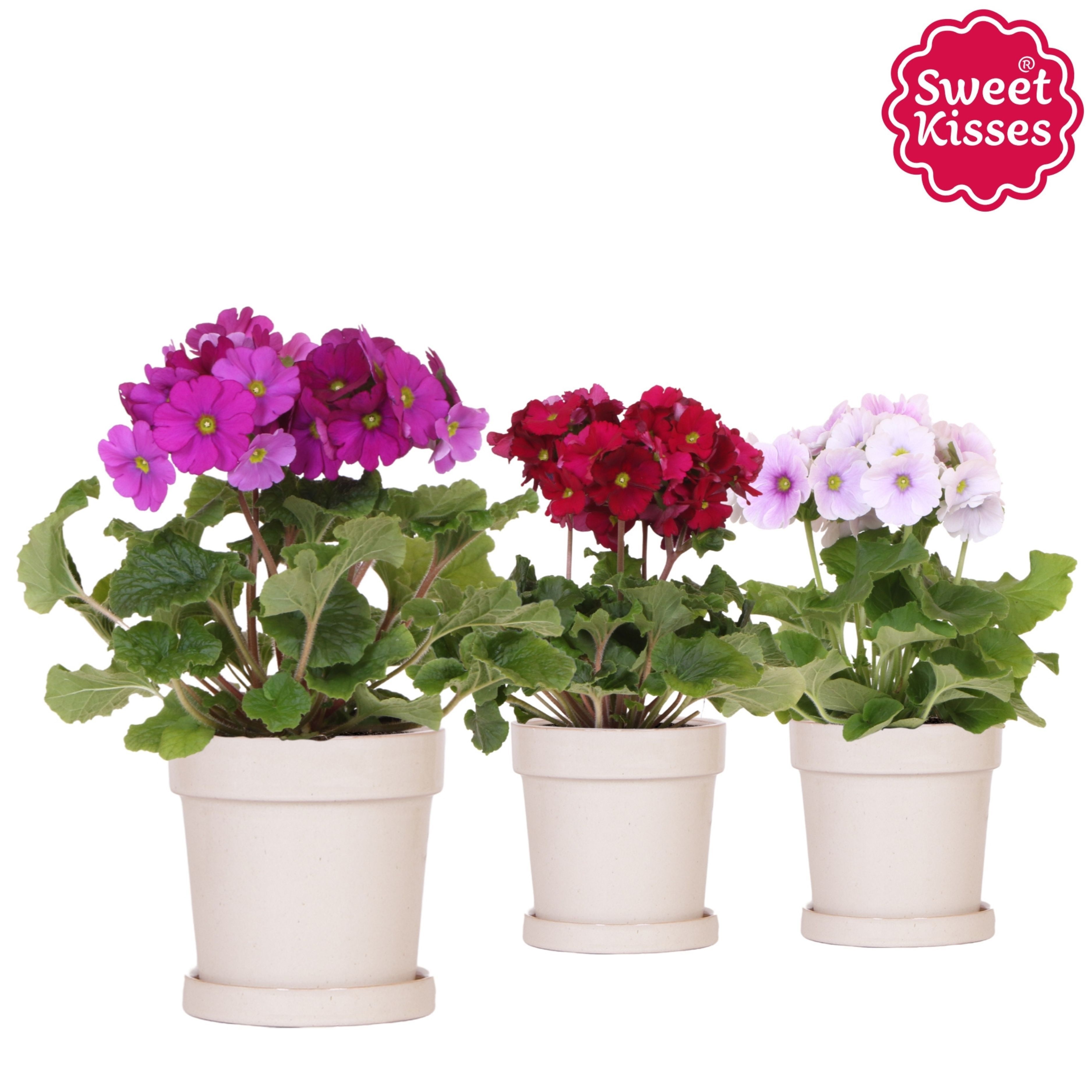 Primula Obconica Sweet Kisses mix in Flower pot sand, D 12
