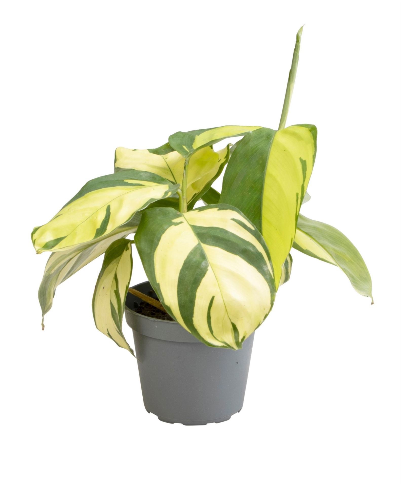 Calathea Golden Mosaic 6 cm, D 6