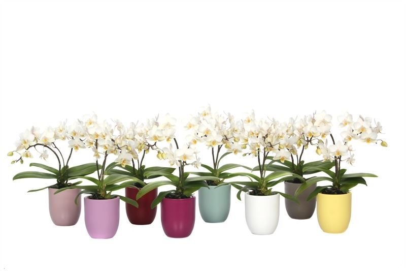 Hugo p06 mix paradise Phal Tiny Dolls wild 3/4T18+ Aqu@, D 6