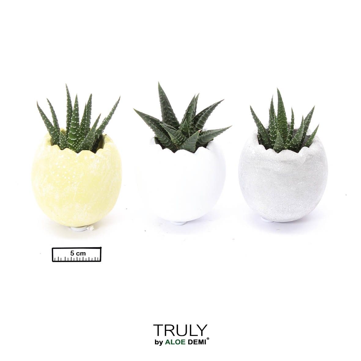 TRULY Succulent, Egg - mini, D 5