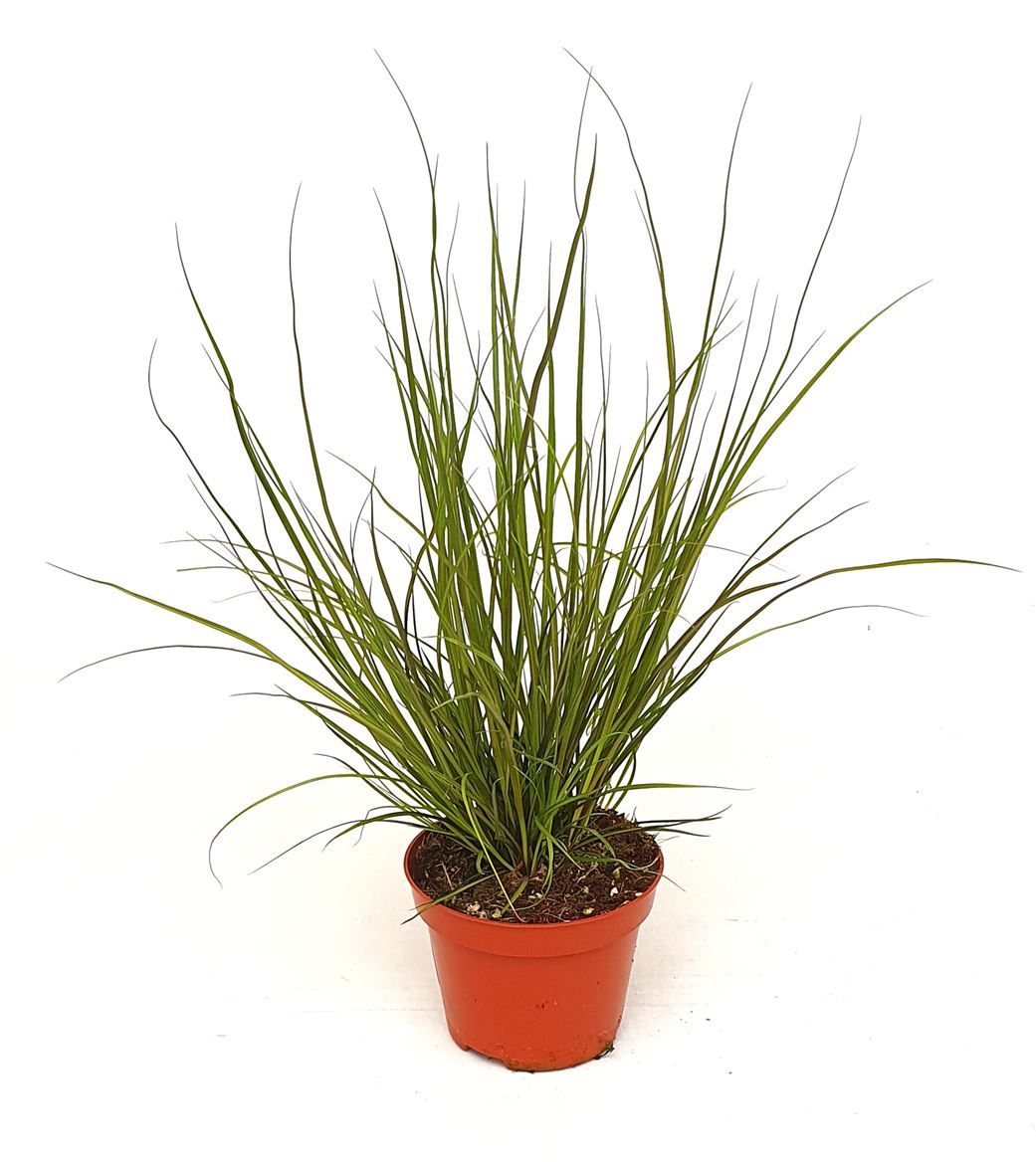 Carex hach. 'Phoenix green', D 10,5
