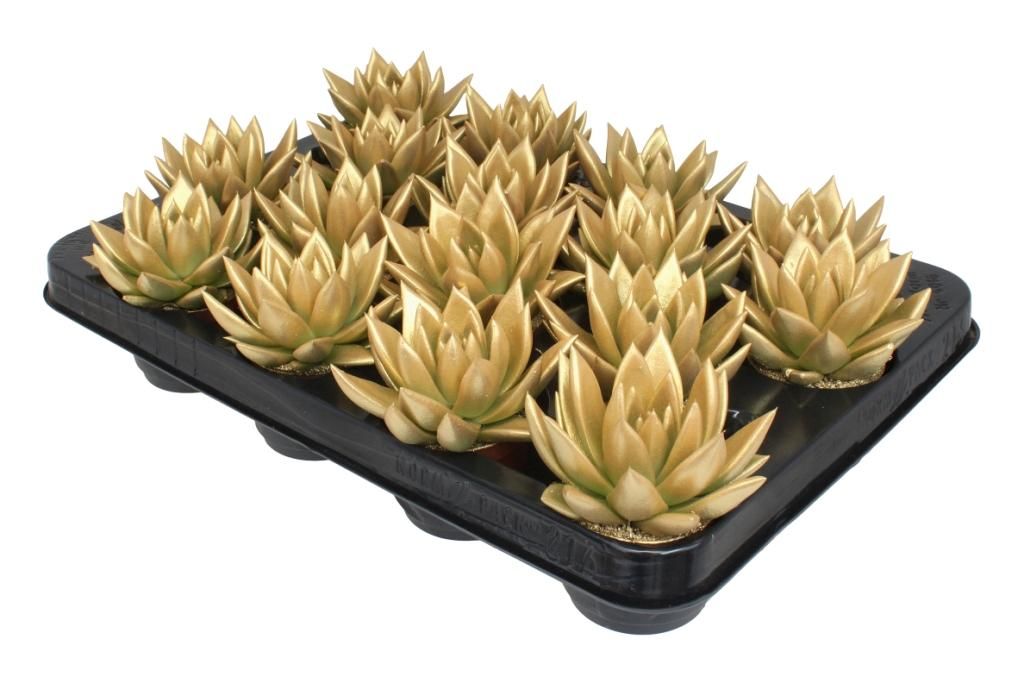 Miranda coloured metal free gold, D 6